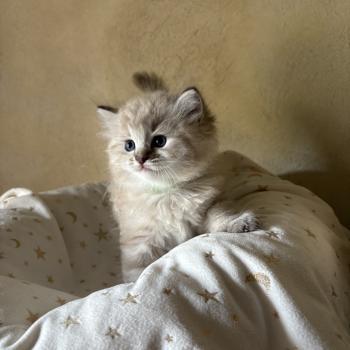 chaton Cherubim seal ticked tabby mink BONNIE Chatterie Le Temple des étoiles