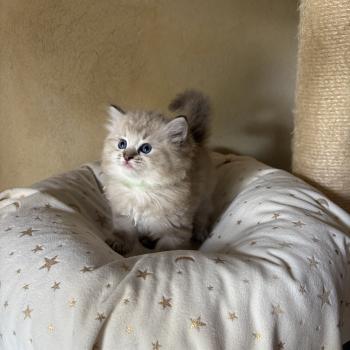 chaton Cherubim seal ticked tabby mink BONNIE Chatterie Le Temple des étoiles