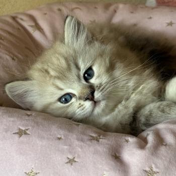 chaton Cherubim seal ticked tabby mink BONNIE Chatterie Le Temple des étoiles