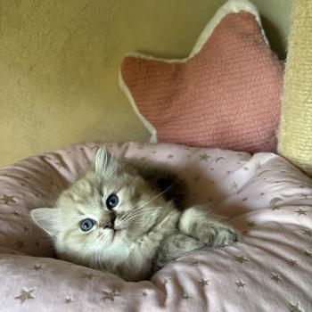 chaton Cherubim seal ticked tabby mink BONNIE Chatterie Le Temple des étoiles