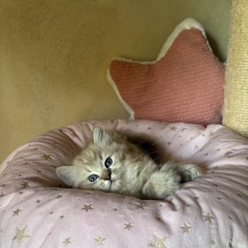 chaton Cherubim seal ticked tabby mink BONNIE Chatterie Le Temple des étoiles
