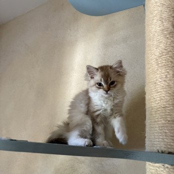 chat Ragamuffin AGATE Chatterie Le Temple des étoiles