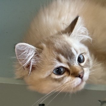 chat Ragamuffin seal tabby mink mitted ANKAA Chatterie Le Temple des étoiles