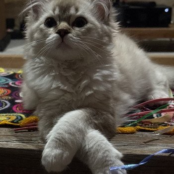 chat Ragamuffin seal tabby mink mitted ANKAA Chatterie Le Temple des étoiles