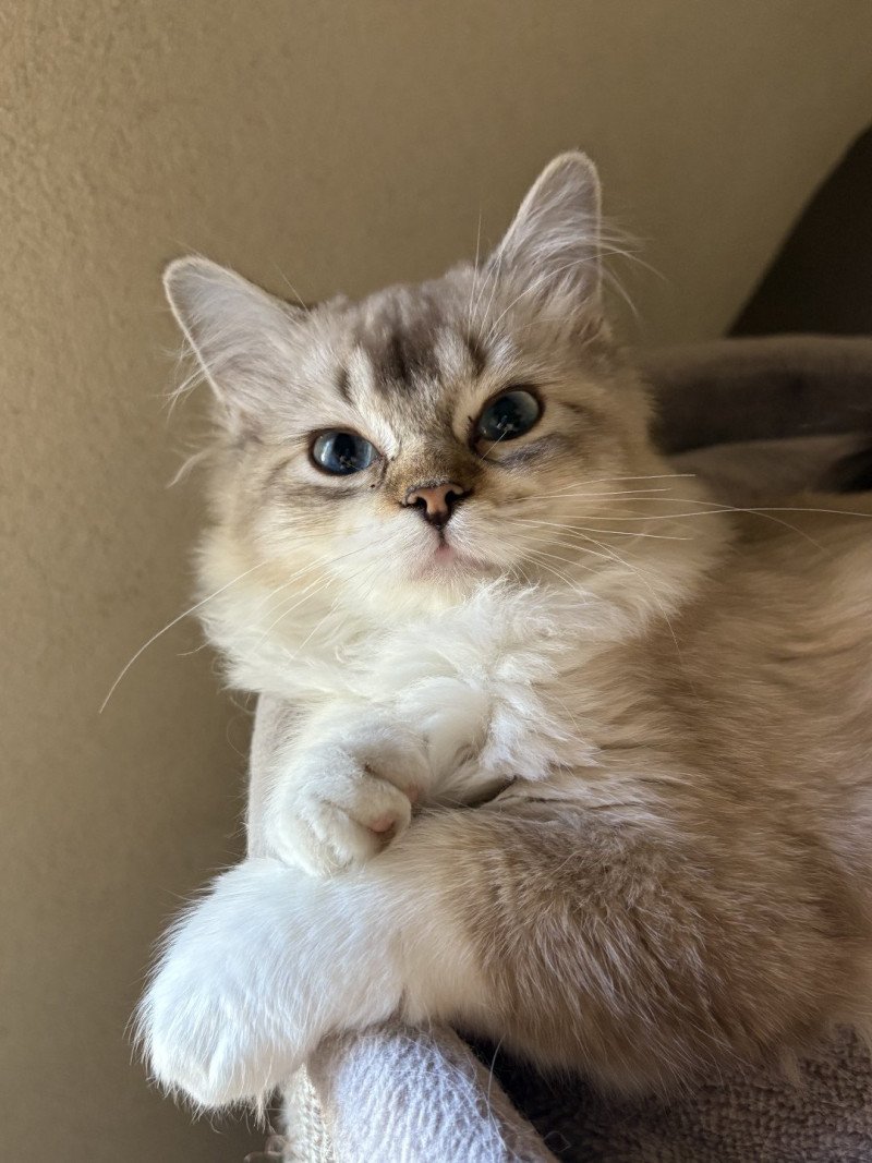 ANKAA Femelle Ragdoll