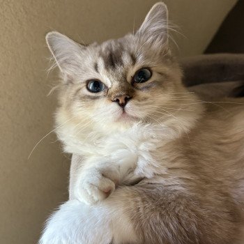 chat Ragamuffin seal tabby mink mitted ANKAA Chatterie Le Temple des étoiles