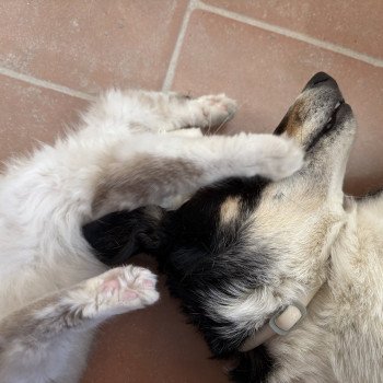 chat Ragamuffin seal tabby mink mitted ANKAA Chatterie Le Temple des étoiles