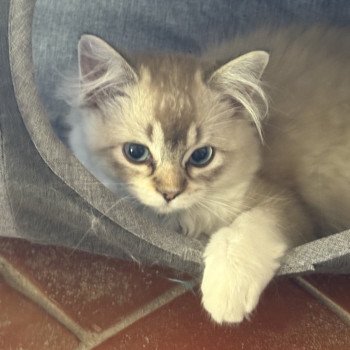 chat Ragdoll seal tabby mink mitted ANKAA Chatterie Le Temple des étoiles