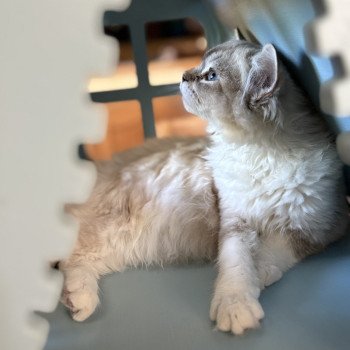 chat Ragdoll seal tabby mink mitted ANKAA Chatterie Le Temple des étoiles