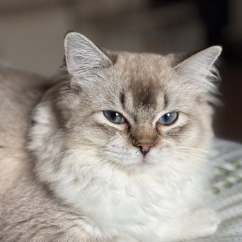 chat Ragdoll seal tabby mink mitted ANKAA Chatterie Le Temple des étoiles