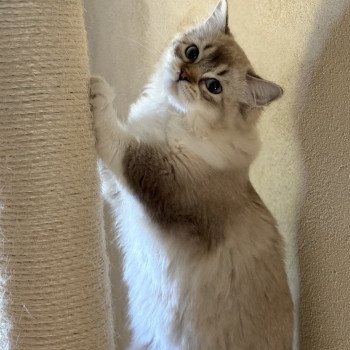 chat Ragdoll seal tabby mink mitted ANKAA Chatterie Le Temple des étoiles