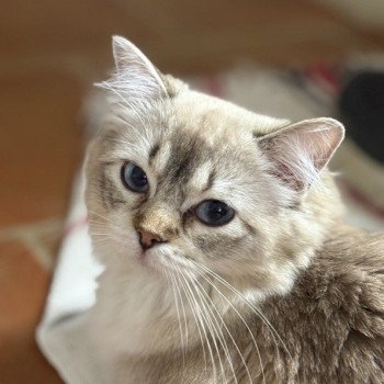chat Ragdoll seal tabby mink mitted ANKAA Chatterie Le Temple des étoiles