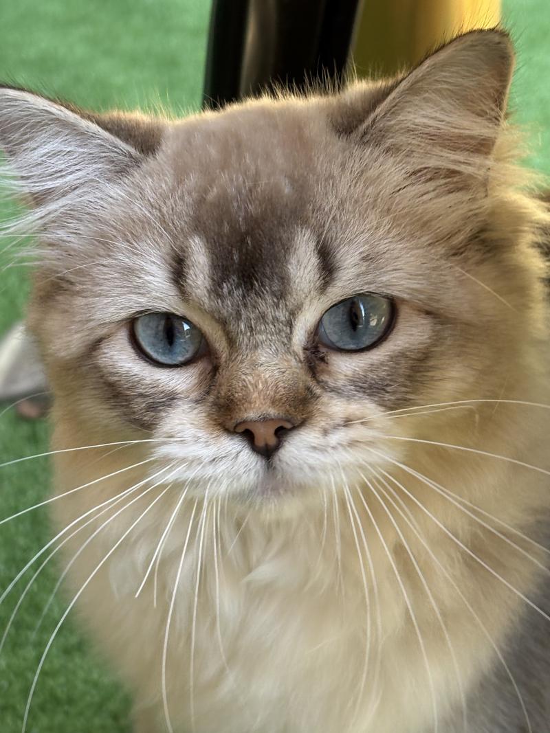 ANKAA Femelle Ragdoll