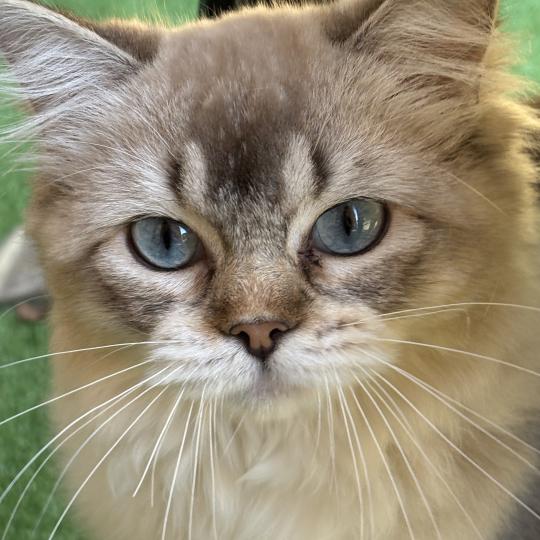 ANKAA Femelle Ragdoll