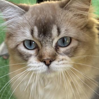 chat Ragdoll seal tabby mink mitted ANKAA Chatterie Le Temple des étoiles