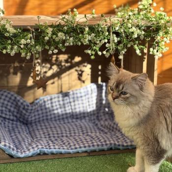 chat Ragdoll seal tabby mink mitted ANKAA Chatterie Le Temple des étoiles
