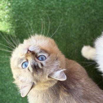 chat Ragdoll seal tabby mink mitted ANKAA Chatterie Le Temple des étoiles