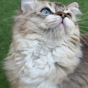 chat Ragdoll seal tabby mink mitted ANKAA Chatterie Le Temple des étoiles