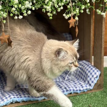 chat Ragdoll seal tabby mink mitted ANKAA Chatterie Le Temple des étoiles