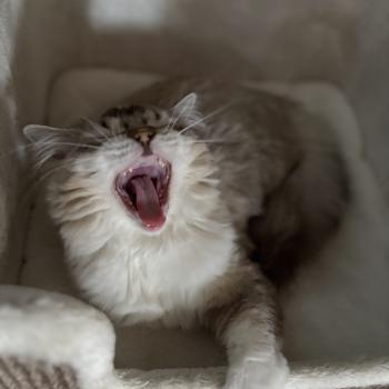 chat Ragdoll seal tabby mink mitted ANKAA Chatterie Le Temple des étoiles