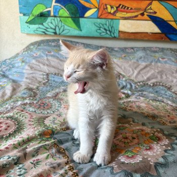 chat Ragamuffin ASLAN Chatterie Le Temple des étoiles