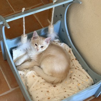 chat Ragamuffin cream tabby sepia bicolor ATALS Chatterie Le Temple des étoiles