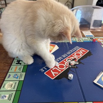 chat Ragamuffin cream tabby sepia bicolor ATALS Chatterie Le Temple des étoiles