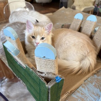 chat Ragamuffin cream tabby sepia bicolor ATALS Chatterie Le Temple des étoiles