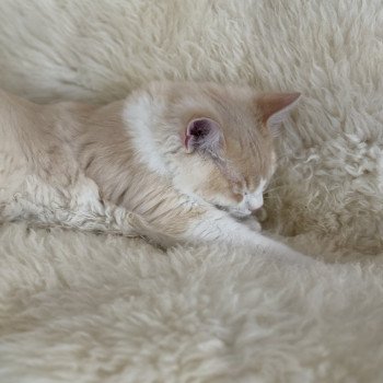 chat Ragamuffin cream tabby sepia bicolor ATALS Chatterie Le Temple des étoiles