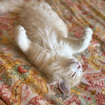 chat Ragdoll cream tabby sepia bicolor ATLAS Chatterie Le Temple des étoiles