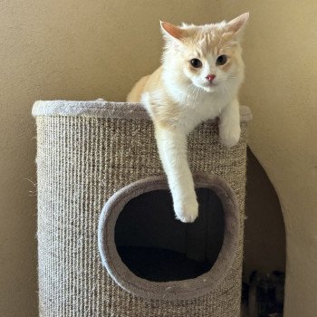 chat Ragdoll cream tabby sepia bicolor ATLAS Chatterie Le Temple des étoiles