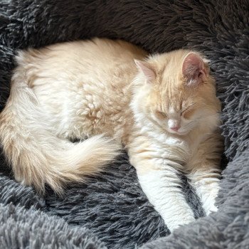 chat Ragdoll cream tabby sepia bicolor ATLAS Chatterie Le Temple des étoiles