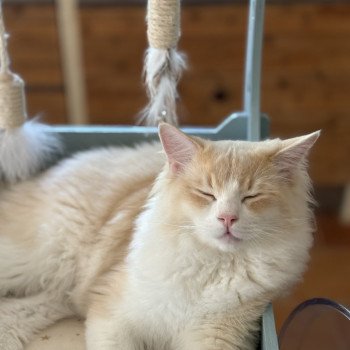 chat Ragdoll cream tabby sepia bicolor ATLAS Chatterie Le Temple des étoiles
