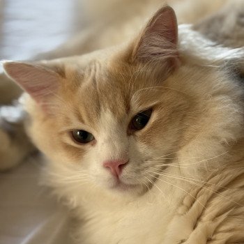 chat Ragdoll cream tabby sepia bicolor ATLAS Chatterie Le Temple des étoiles