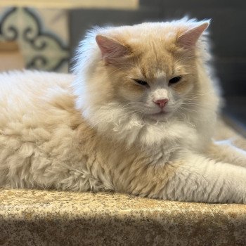 chat Ragdoll cream tabby sepia bicolor ATLAS Chatterie Le Temple des étoiles
