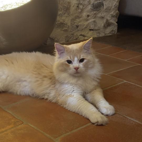 ATLAS Mâle Ragdoll
