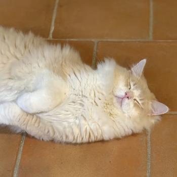 chat Ragdoll cream tabby sepia bicolor ATLAS Chatterie Le Temple des étoiles