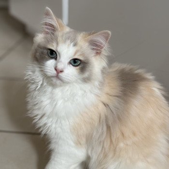 chat Ragamuffin YSATIS Chatterie Le Temple des étoiles