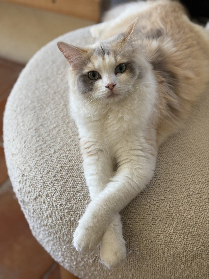 VENUS Femelle Ragdoll