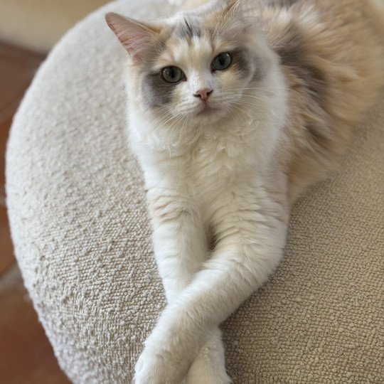 VENUS Femelle Ragdoll