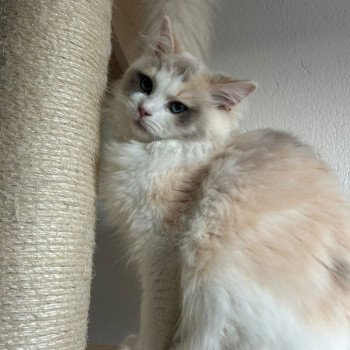 chat Ragamuffin blue tortie mink & blanc VENUS Chatterie Le Temple des étoiles