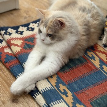 chat Ragamuffin blue tortie mink & blanc VENUS Chatterie Le Temple des étoiles