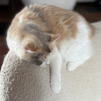 chat Ragdoll blue tortie mink & blanc VENUS Chatterie Le Temple des étoiles