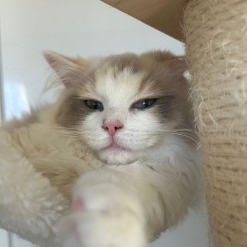 chat Ragdoll blue tortie mink & blanc VENUS Chatterie Le Temple des étoiles