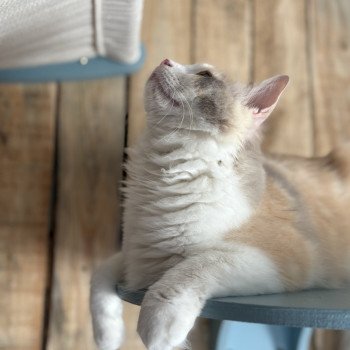 chat Ragdoll blue tortie mink & blanc VENUS Chatterie Le Temple des étoiles