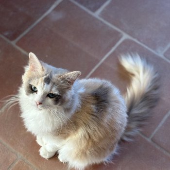 chat Ragdoll blue tortie mink & blanc VENUS Chatterie Le Temple des étoiles