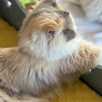 chat Ragdoll blue tortie mink & blanc VENUS Chatterie Le Temple des étoiles