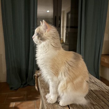 chat Ragdoll blue tortie mink & blanc VENUS Chatterie Le Temple des étoiles