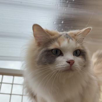 chat Ragdoll blue tortie mink & blanc VENUS Chatterie Le Temple des étoiles