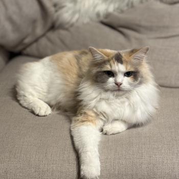 chat Ragdoll blue tortie mink & blanc VENUS Chatterie Le Temple des étoiles